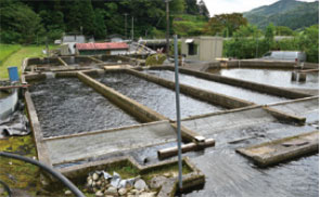 あまごを養殖する水槽の画像