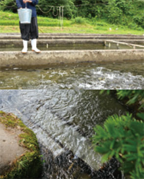 餌に群がるあまごと水槽に草木や泥が入らないようにするシステムの画像
